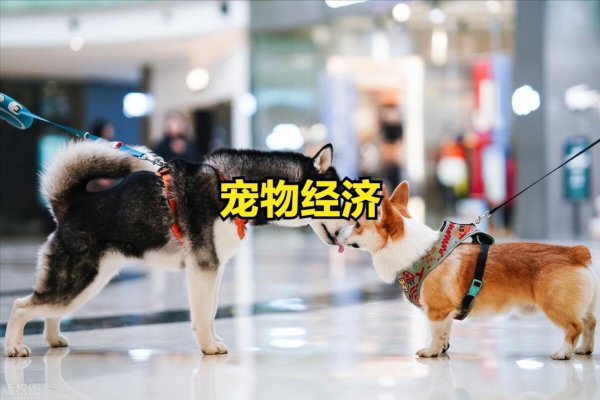 策略池 宠物经济概念个股活跃上涨！宠物经济概念股一览